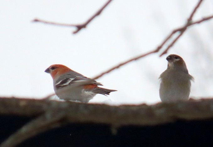 Pinu-gailupa - ML647091808