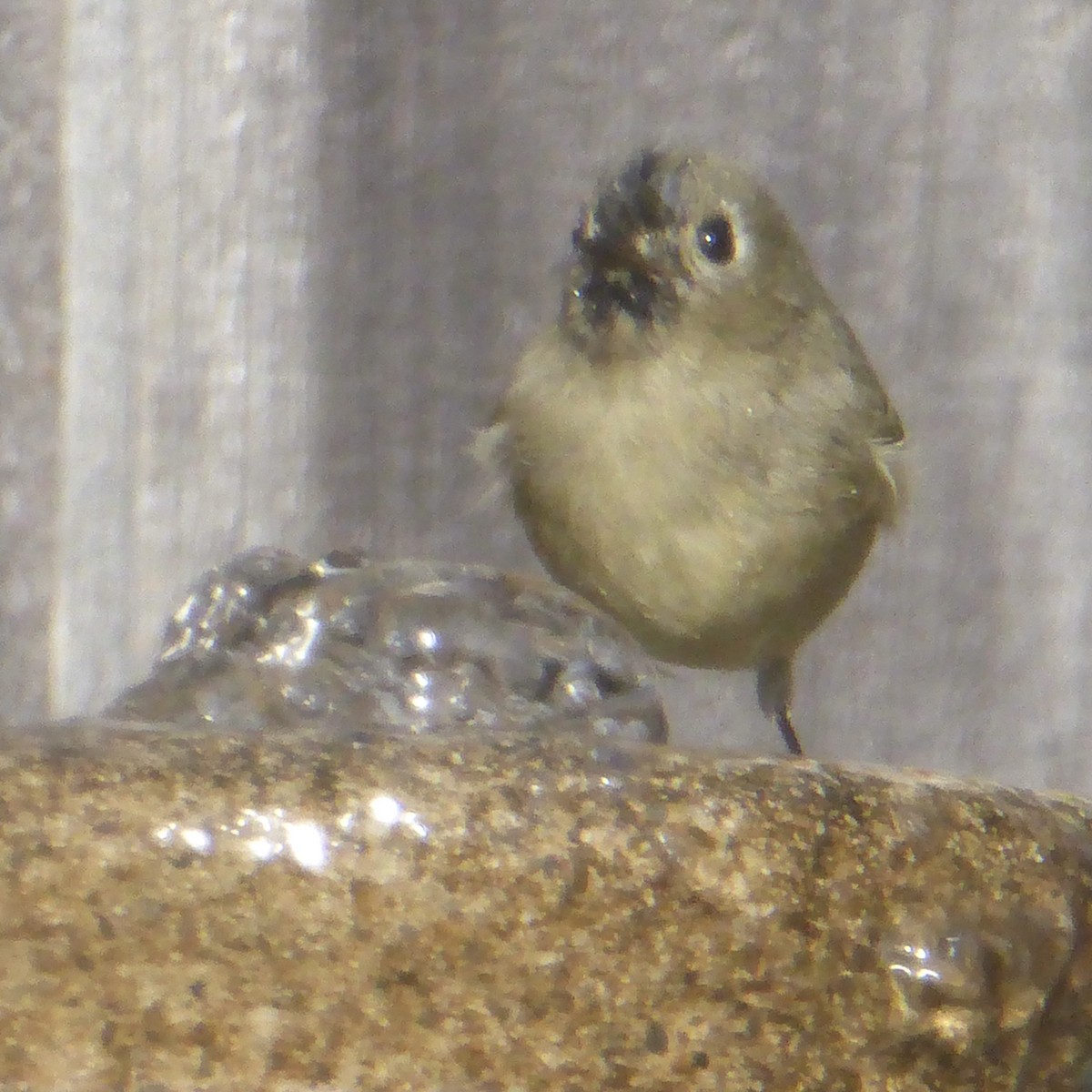 králíček americký - ML647091809