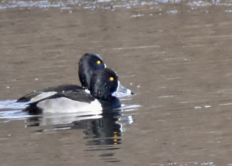 Ring-necked Duck - ML647091825