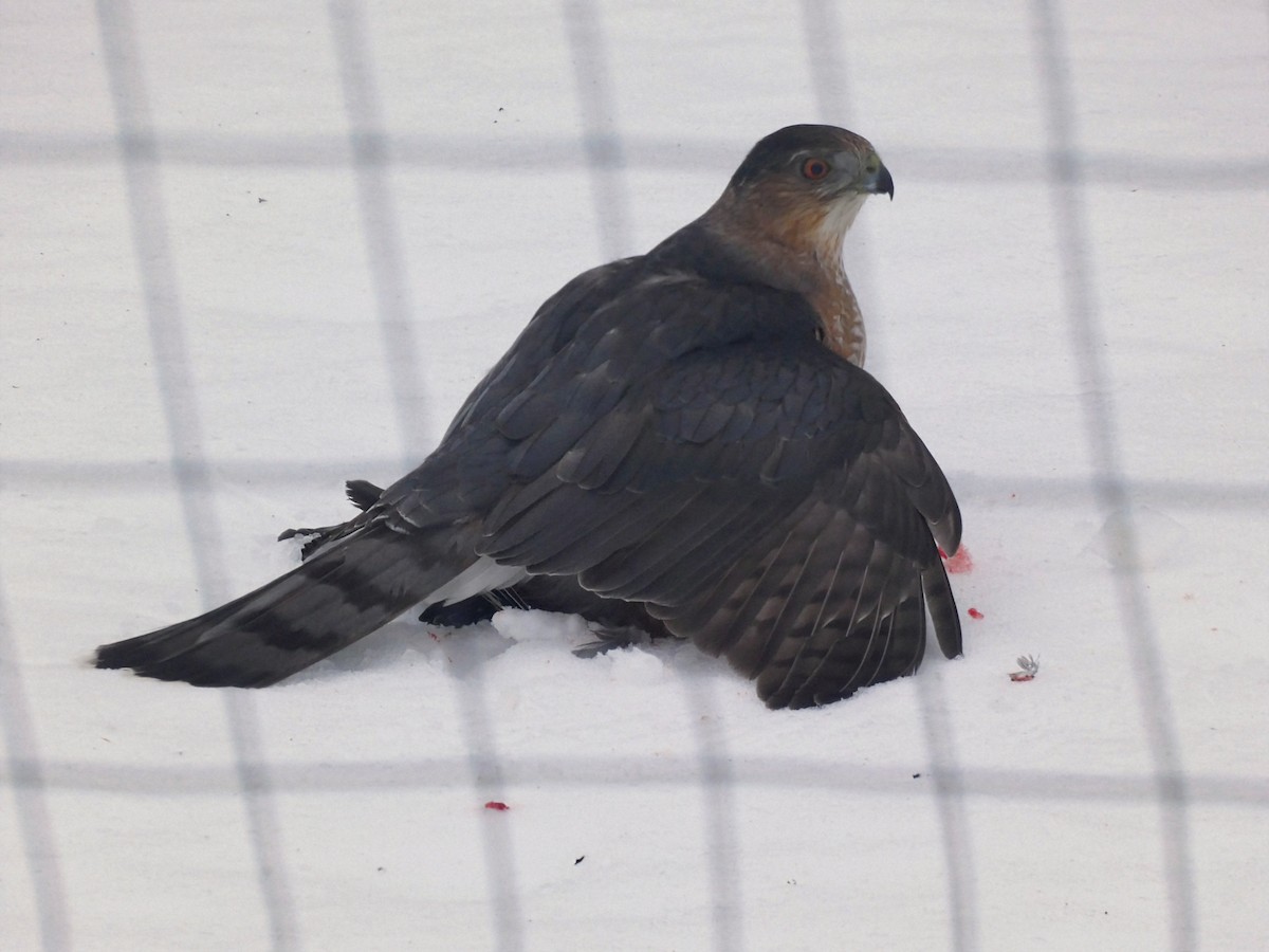 Cooper's Hawk - ML647091827