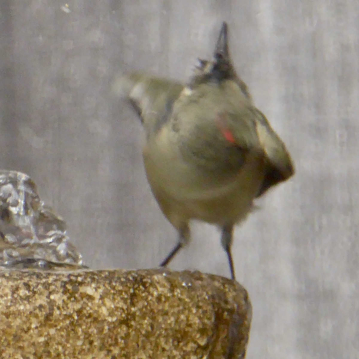 králíček americký - ML647091831