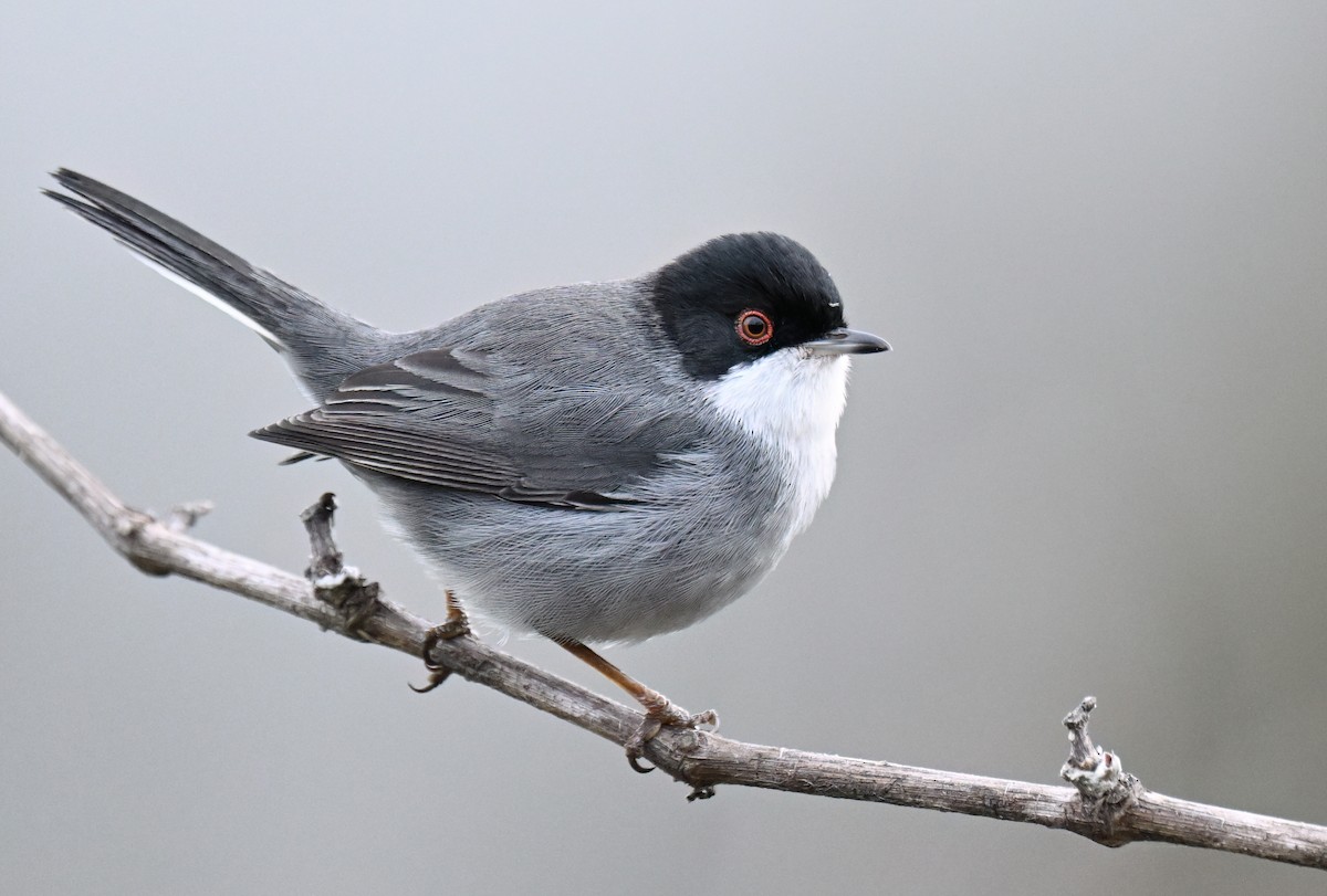 pěnice bělohrdlá - ML647091832