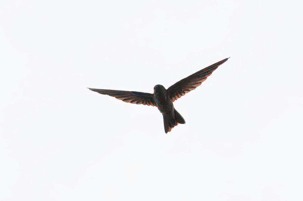 White-nest Swiftlet - ML647091833