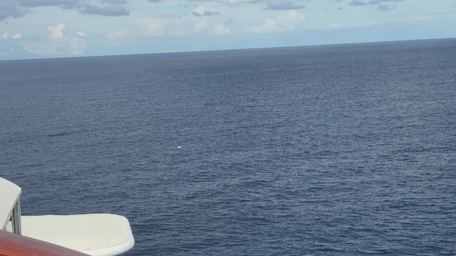 Masked Booby - ML647091836