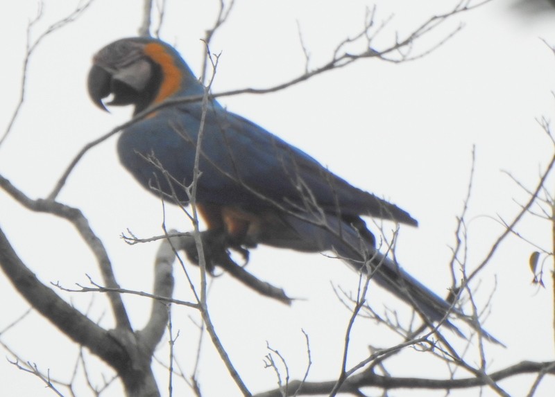 Blue-and-yellow Macaw - ML647091837