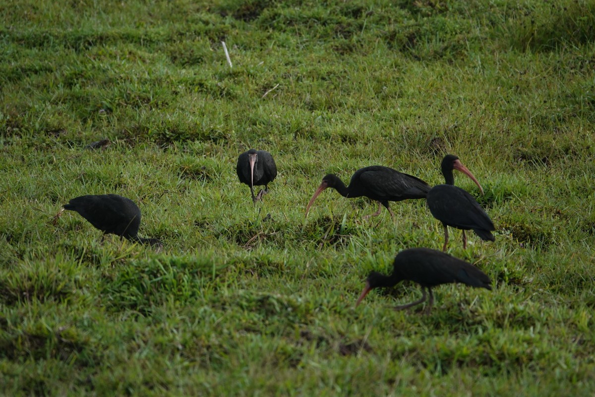 Ibis Afeitado - ML647091841