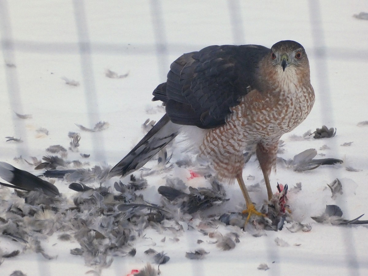 Cooper's Hawk - ML647091842