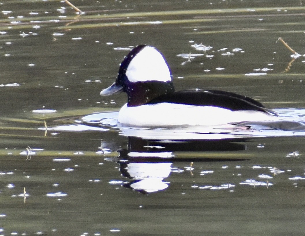 Bufflehead - ML647091843