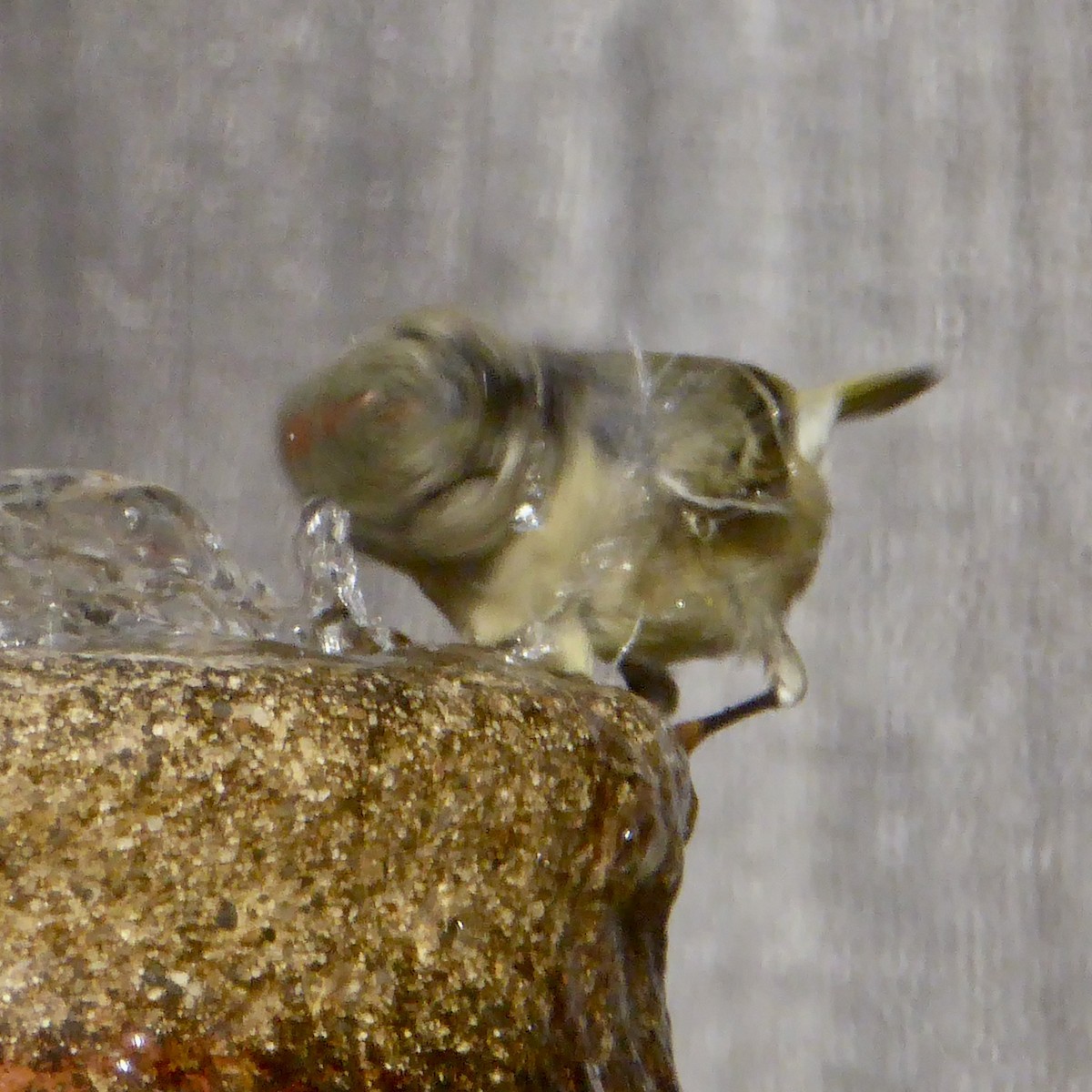 králíček americký - ML647091850