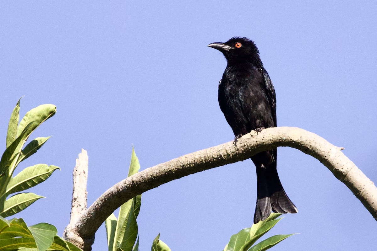 Spangled Drongo - ML647091853