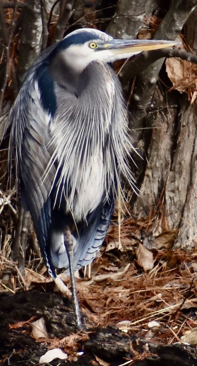Great Blue Heron - ML647091856
