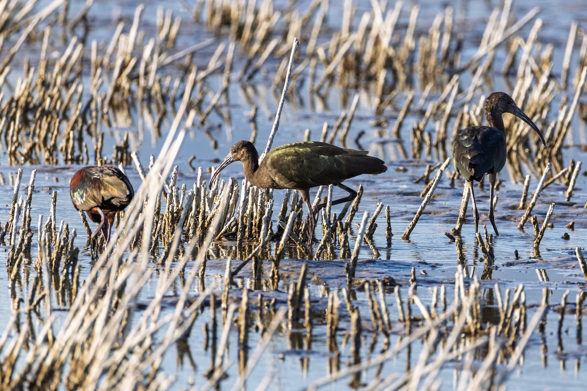 Beltzaran musuzuria - ML647091859