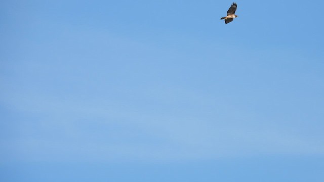 Red-tailed Hawk - ML647091864