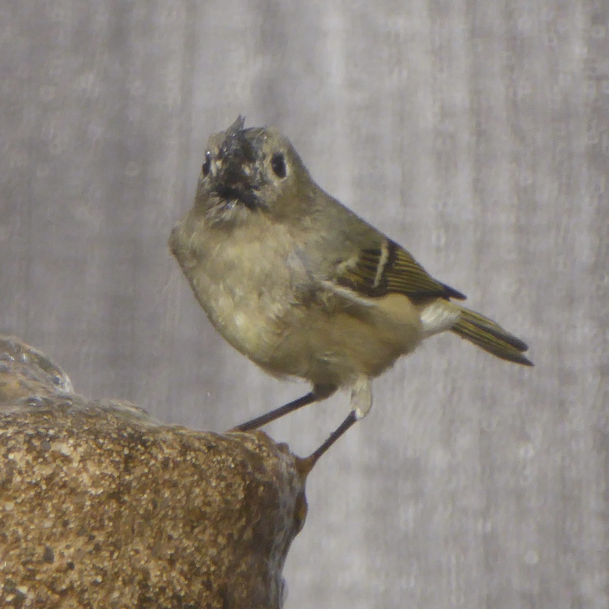 králíček americký - ML647091867