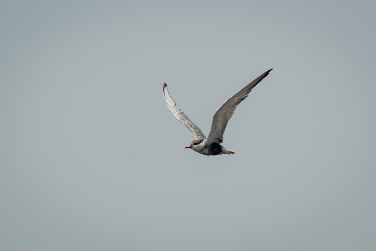Whiskered Tern - ML647091869