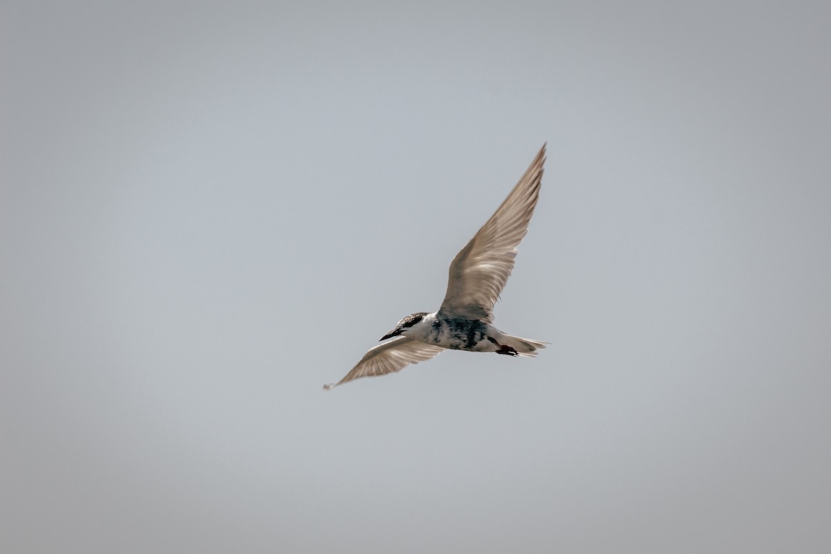 Whiskered Tern - ML647091870