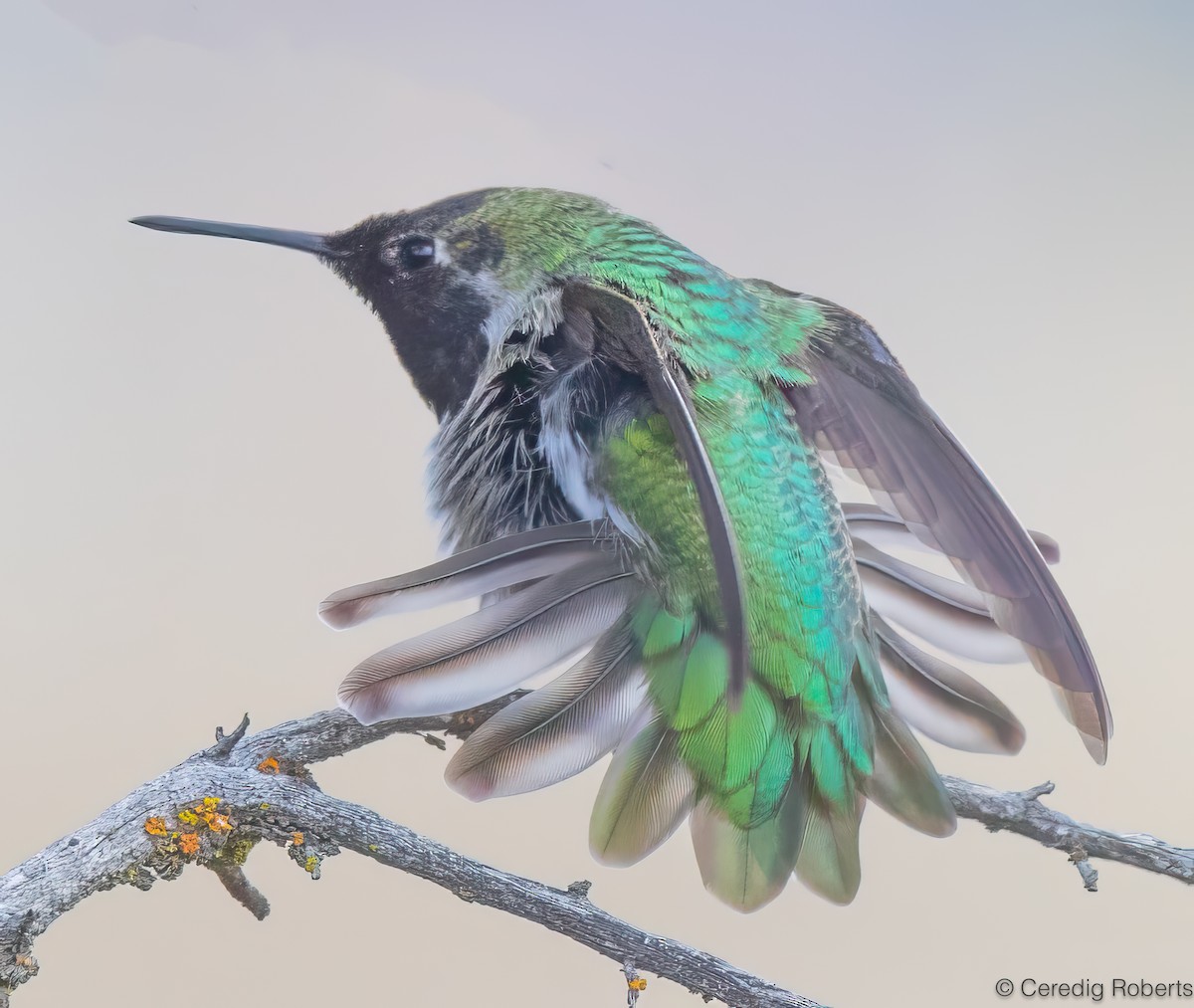 kalypta růžovohlavá - ML647091871