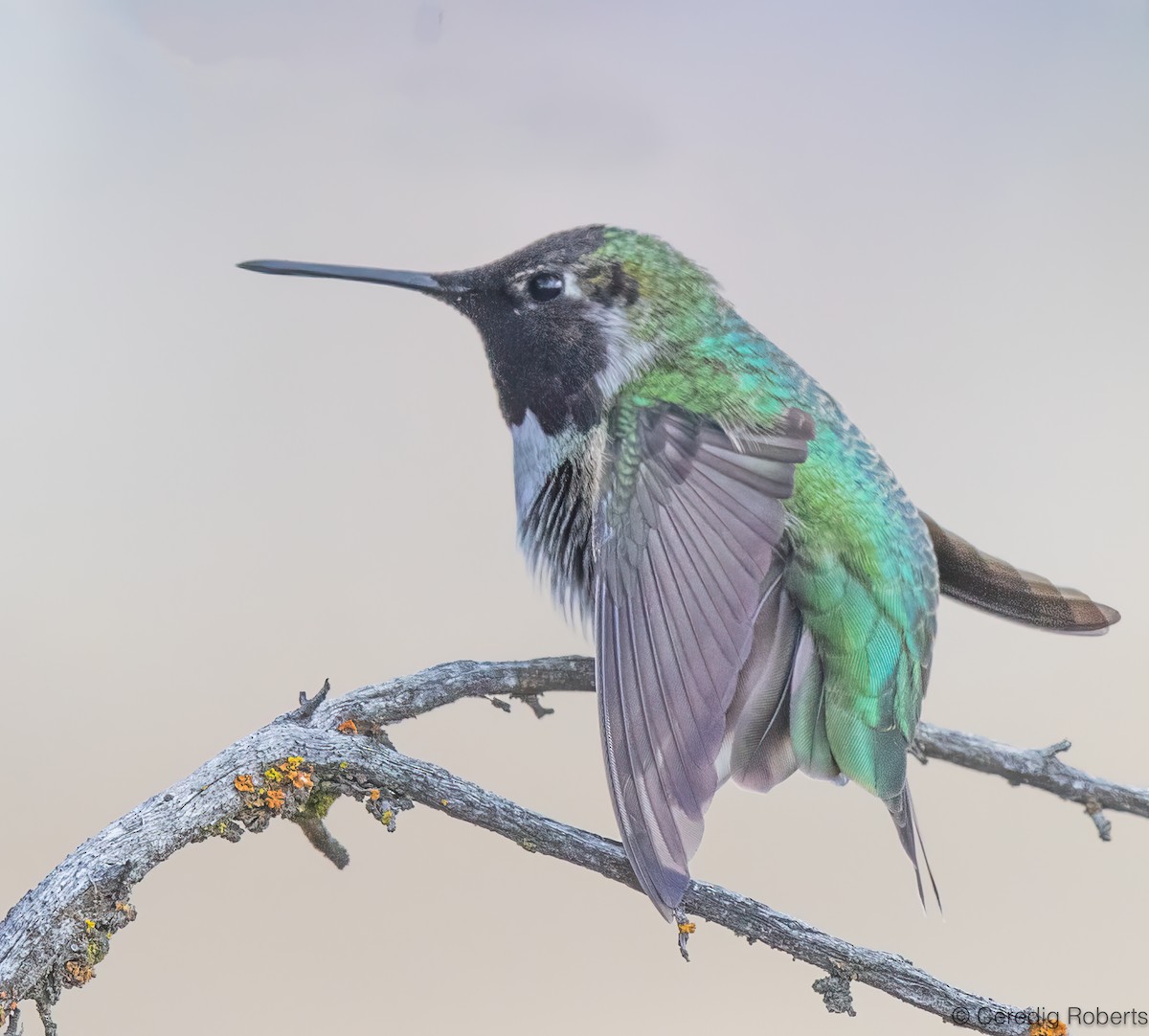 kalypta růžovohlavá - ML647091872