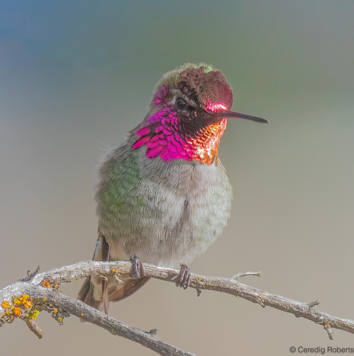 kalypta růžovohlavá - ML647091873