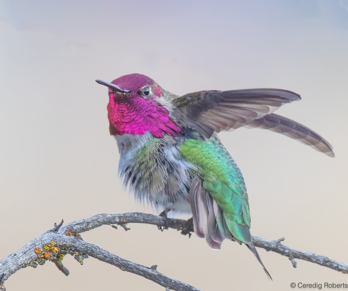 kalypta růžovohlavá - ML647091874