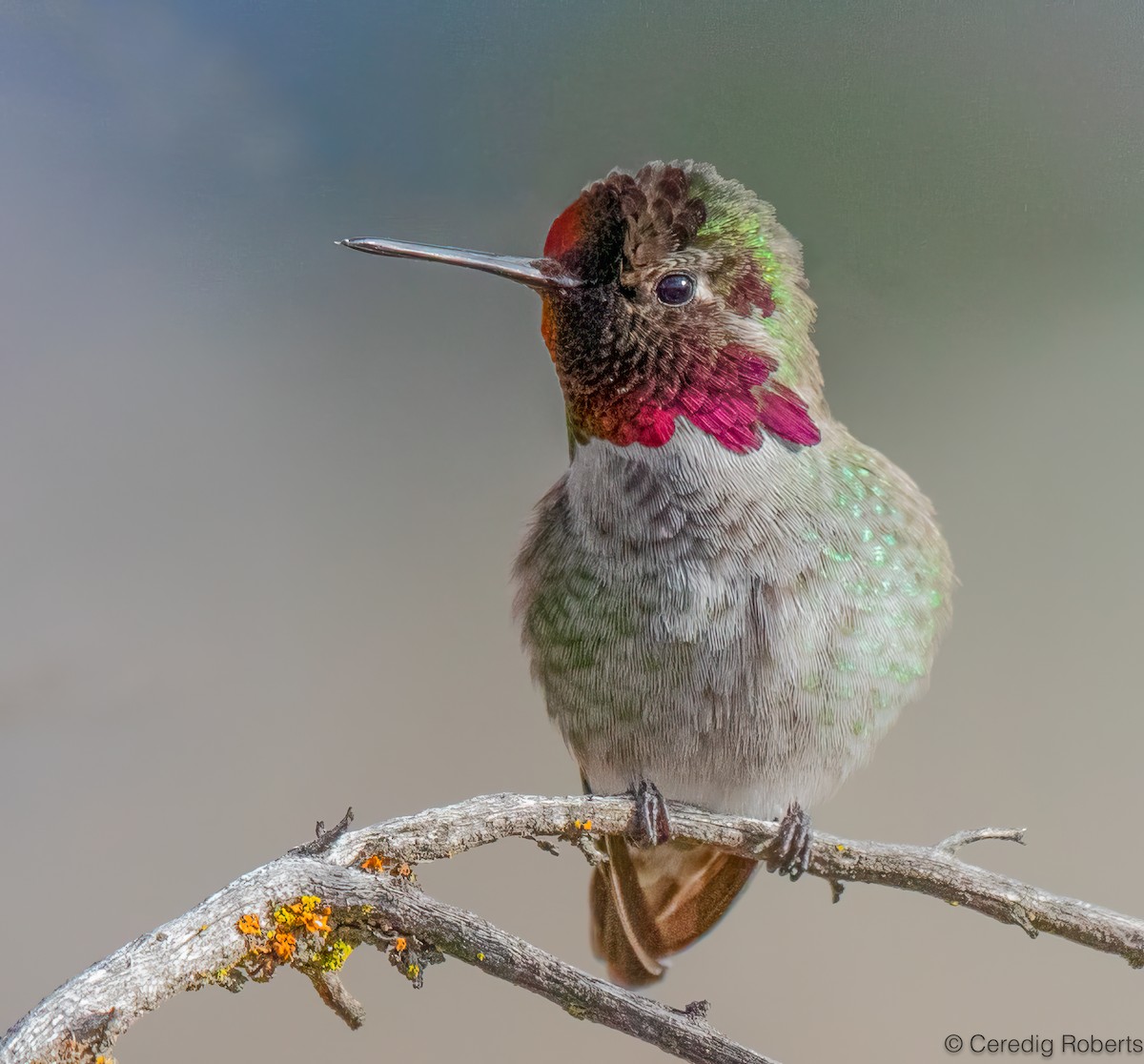 kalypta růžovohlavá - ML647091875