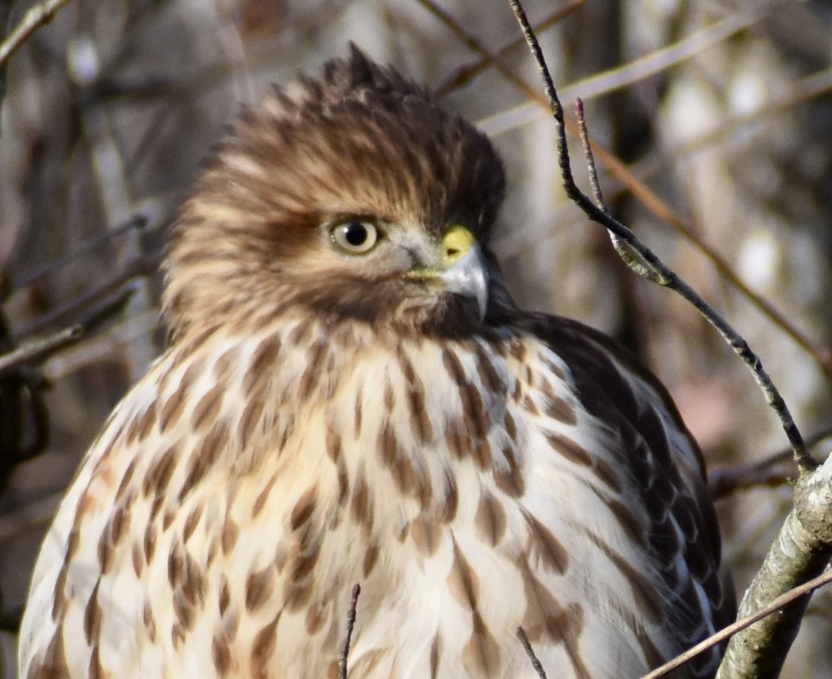 Red-shouldered Hawk - ML647091885