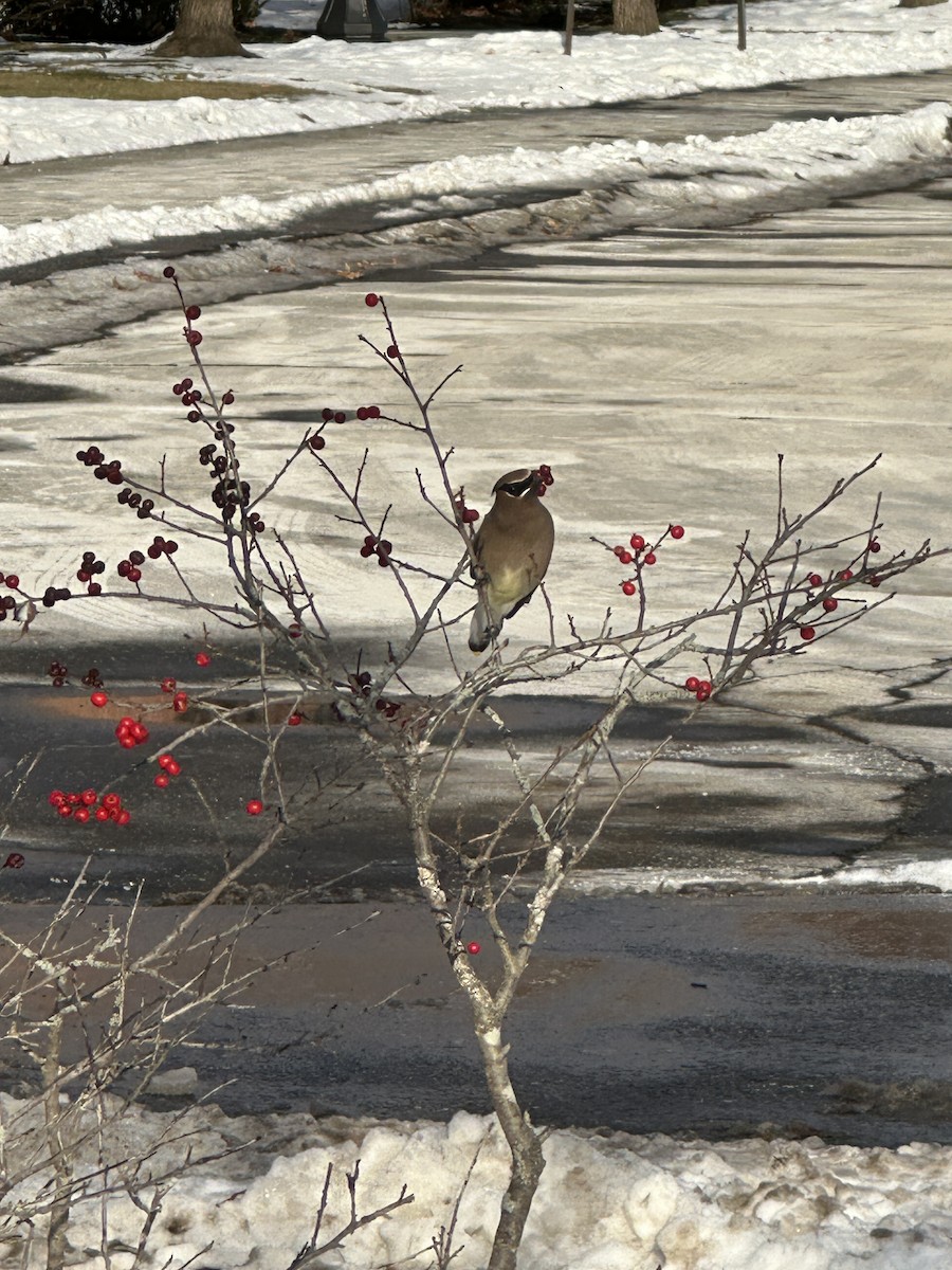 Ampelis Americano - ML647091886