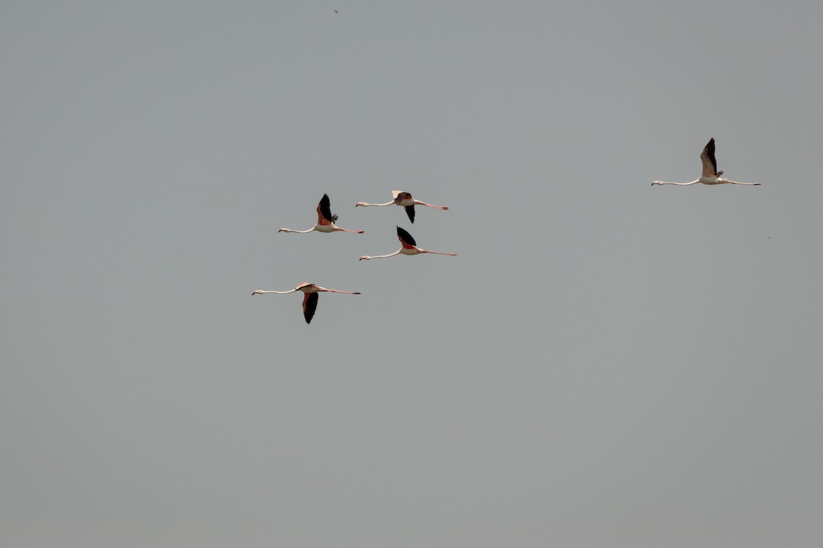 Greater Flamingo - ML647091889