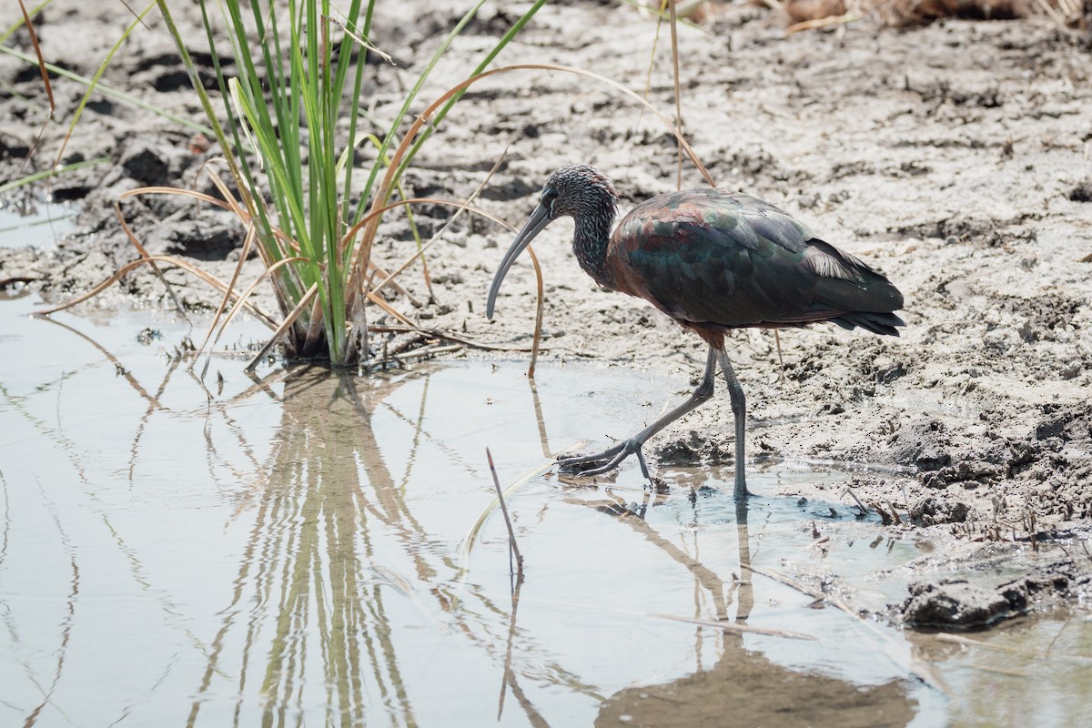 Glossy Ibis - ML647091890
