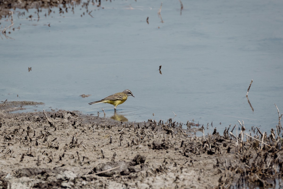 Western Yellow Wagtail - ML647091896
