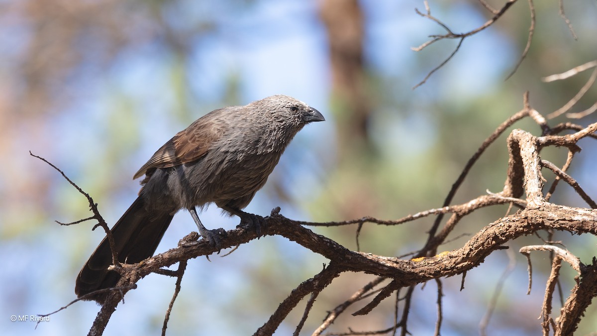 Apostlebird - ML647091900