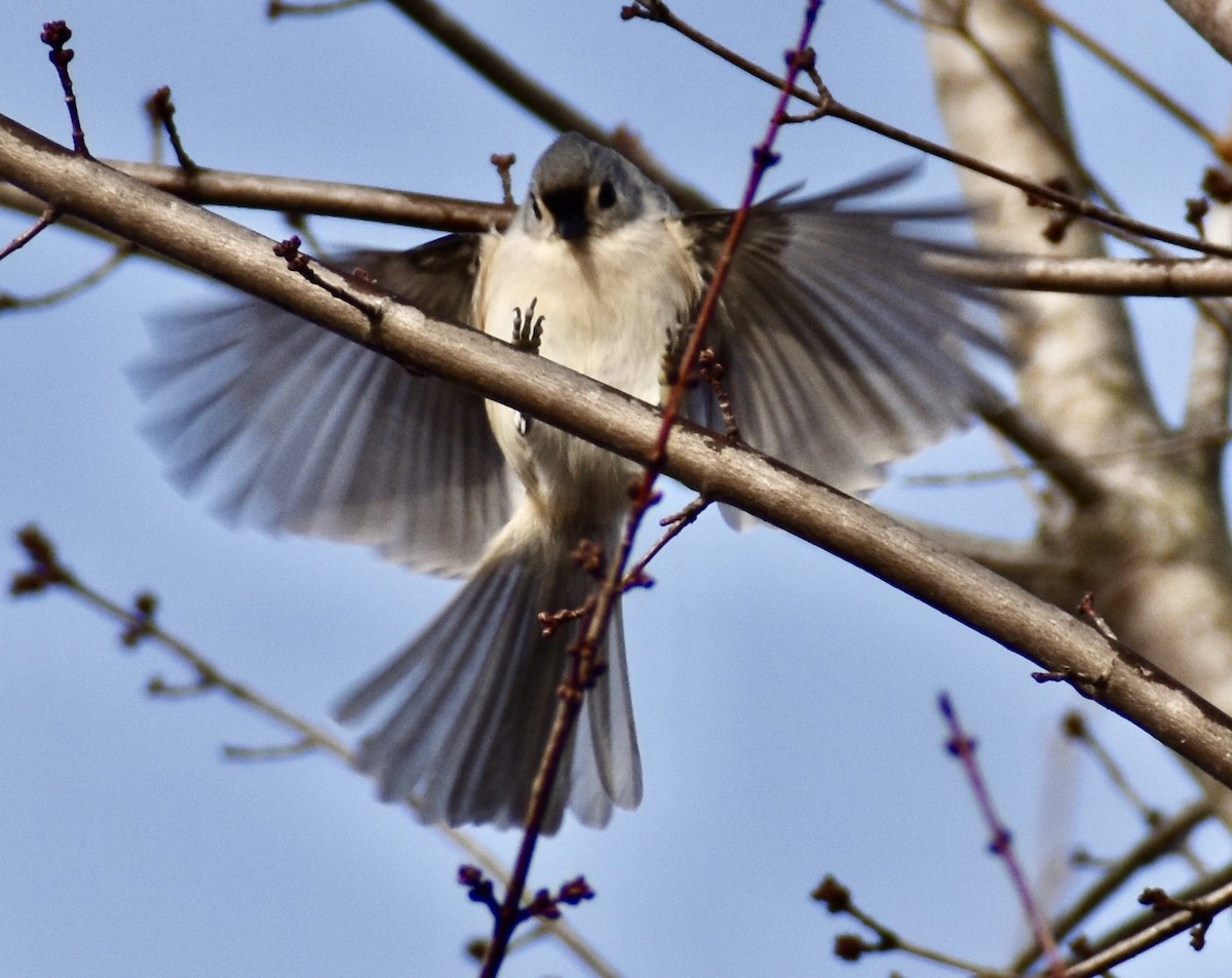 Tufted Titmouse - ML647091901