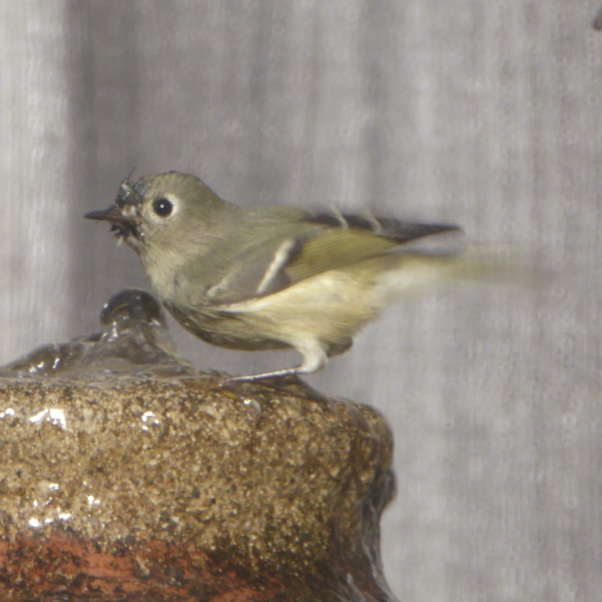 králíček americký - ML647091905