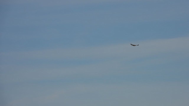 Red-tailed Hawk - ML647091906