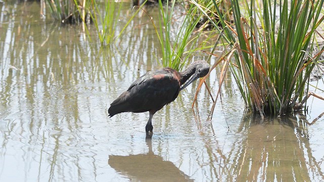 Glossy Ibis - ML647091914