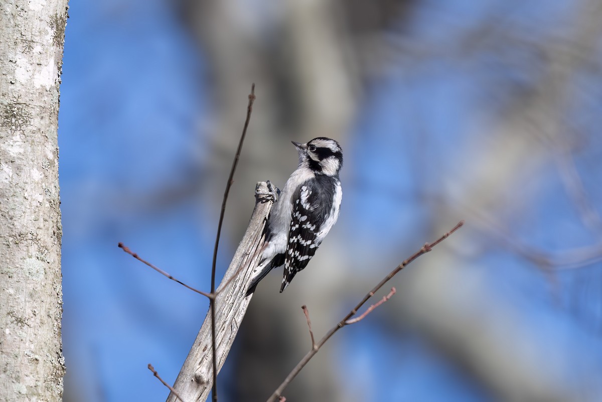 Downy Woodpecker - ML647091916