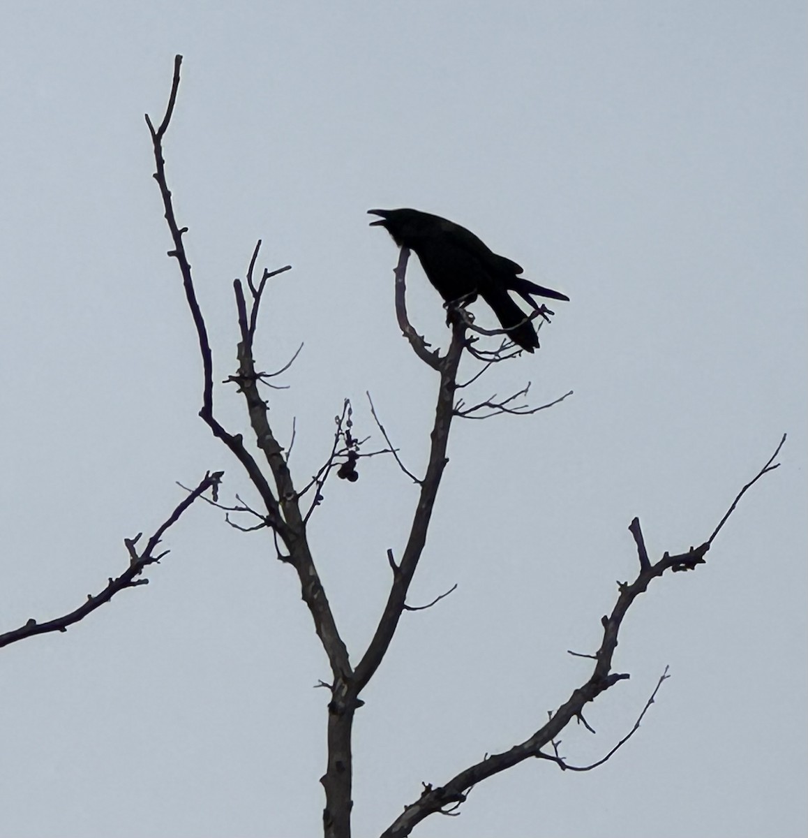 Common Raven - ML647091924