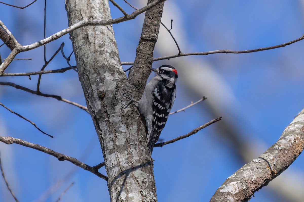 Downy Woodpecker - ML647091927