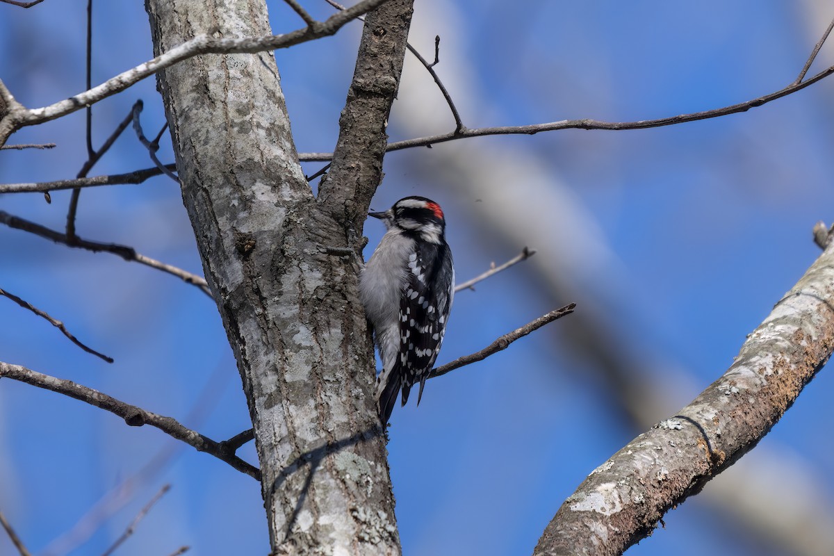 Downy Woodpecker - ML647091929