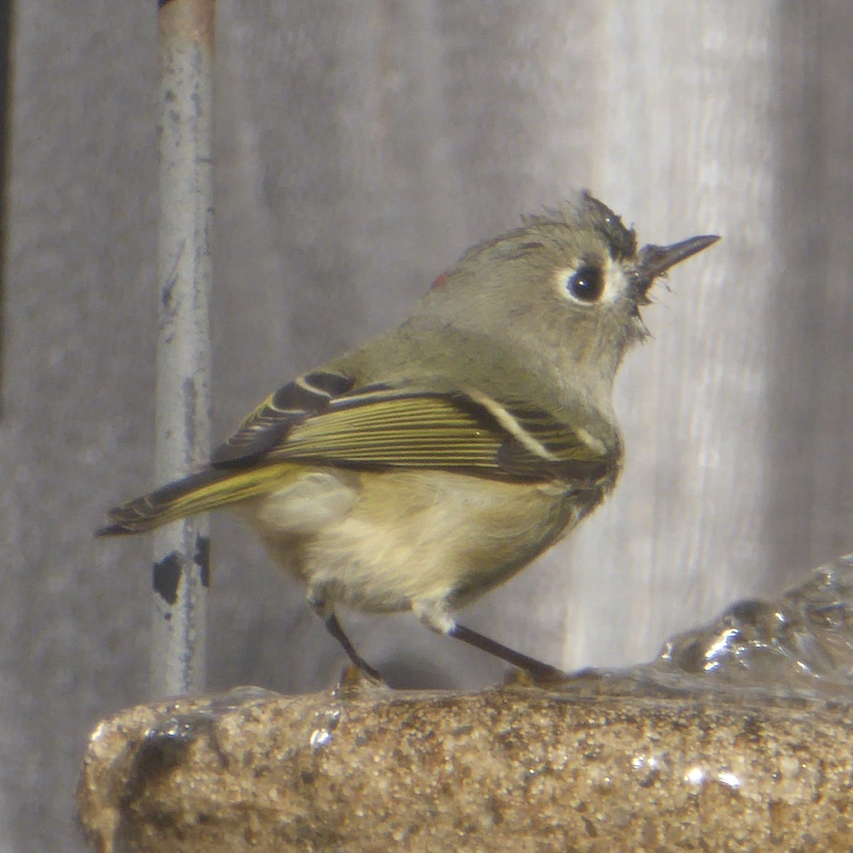 králíček americký - ML647091930