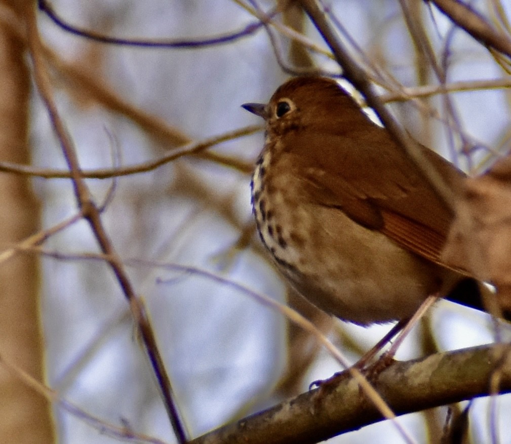 Hermit Thrush - ML647091931