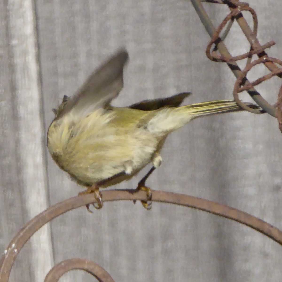 králíček americký - ML647091949