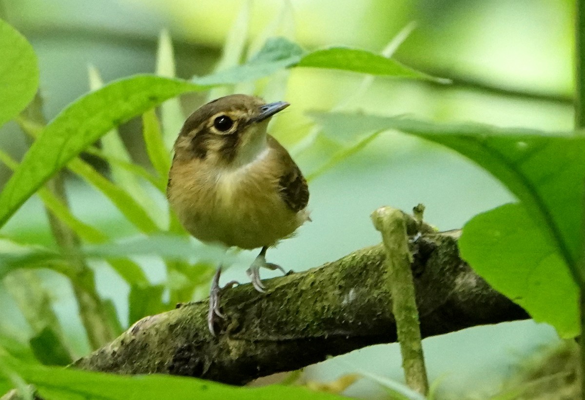 White-throated Spadebill - ML647091951