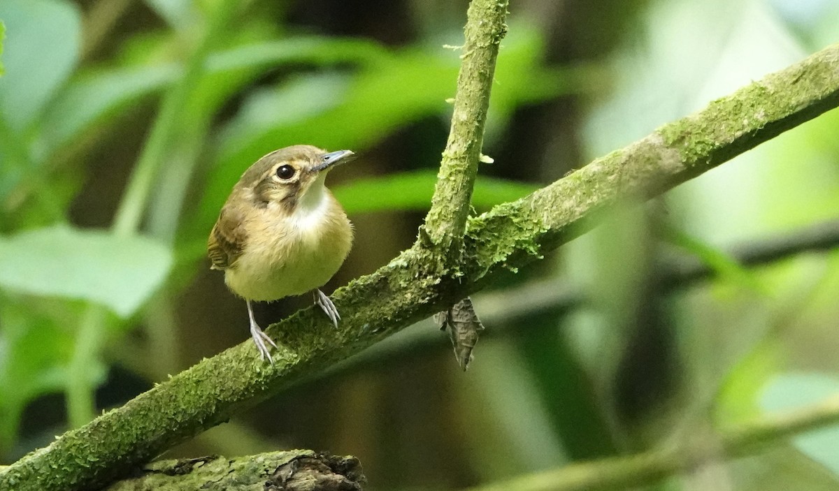 White-throated Spadebill - ML647091952