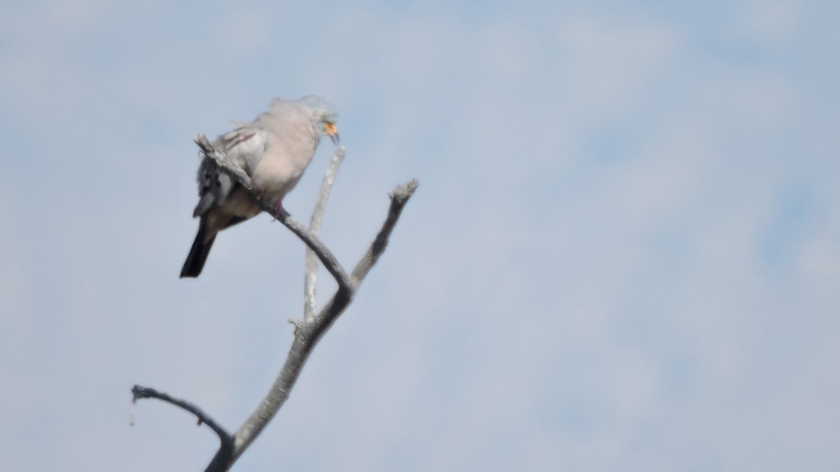 Croaking Ground Dove - ML647091975