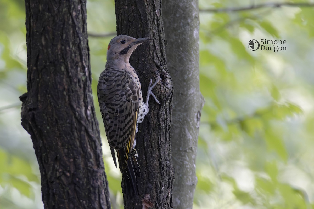 Northern Flicker (Yellow-shafted) - ML647091976