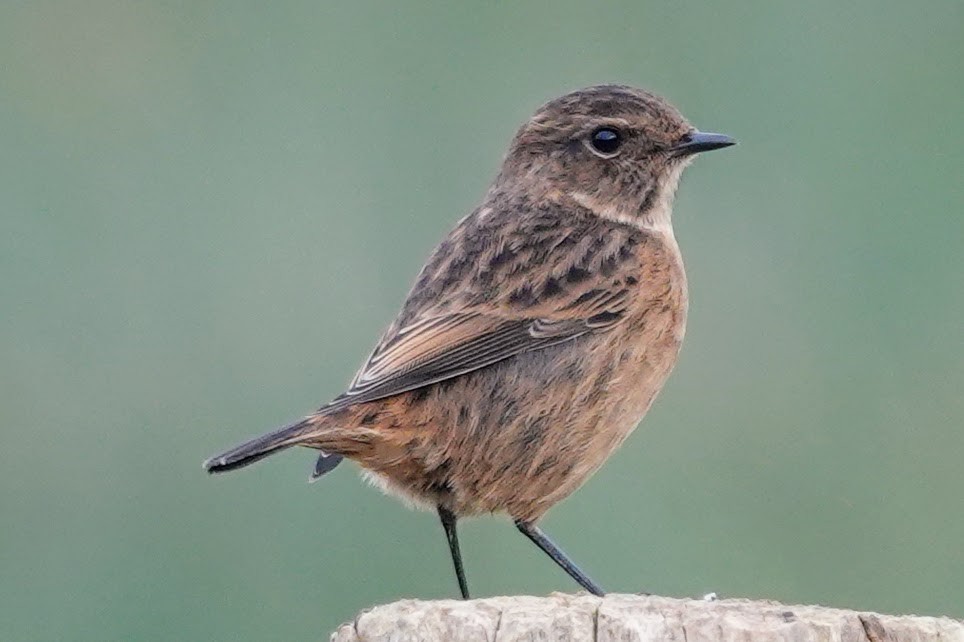 European Stonechat - ML647091979