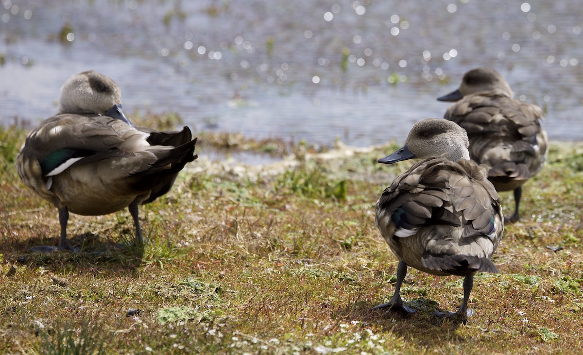 Crested Duck - ML647091985