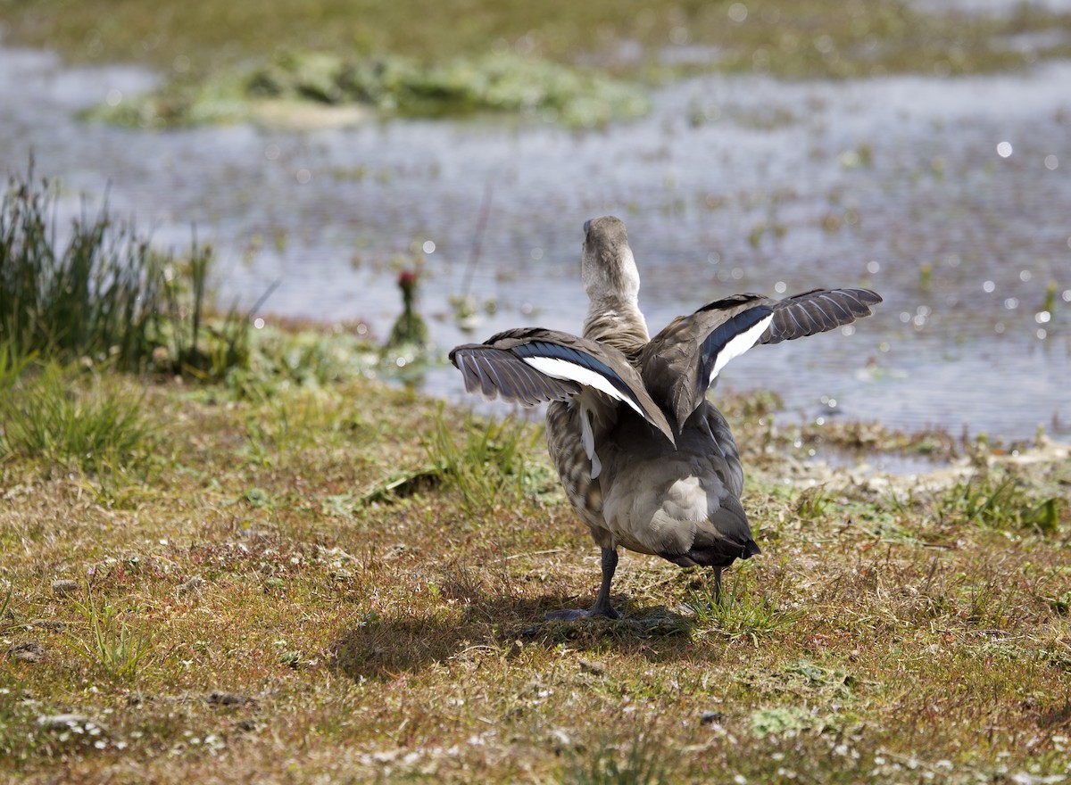 Crested Duck - ML647091986