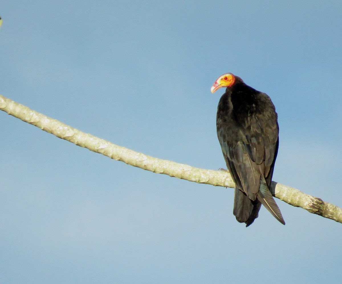 myrkondor - ML647091988